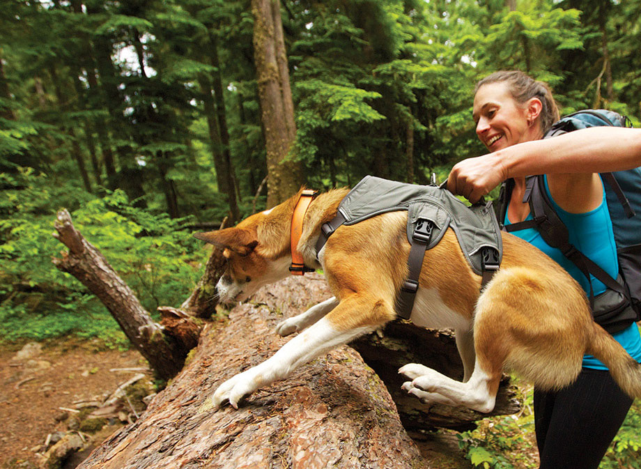 Oscar the Cocker Spaniel wearing a Ruffwear Webmaster Harness Oscar the Cocker Spaniel wearing a Ruffwear Webmaster Harness